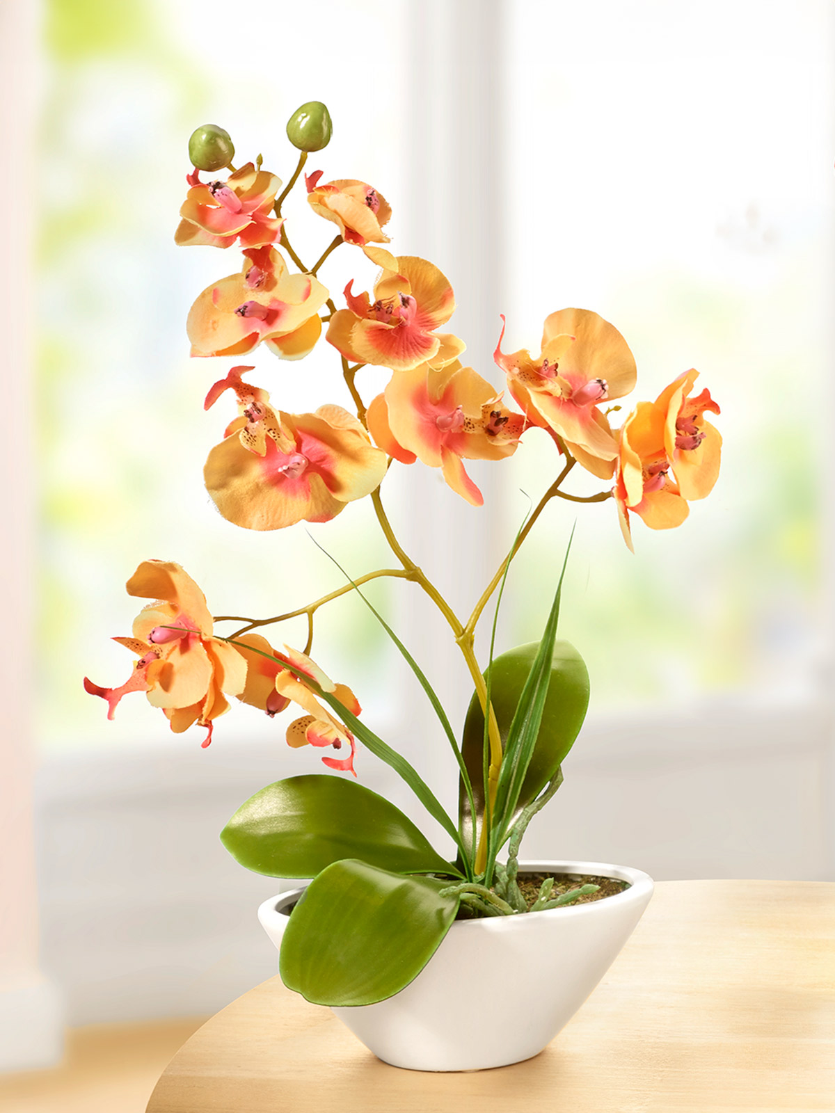 Orchidee „Orelia“ in Apricot Orchidee „Orelia“ in Apricot