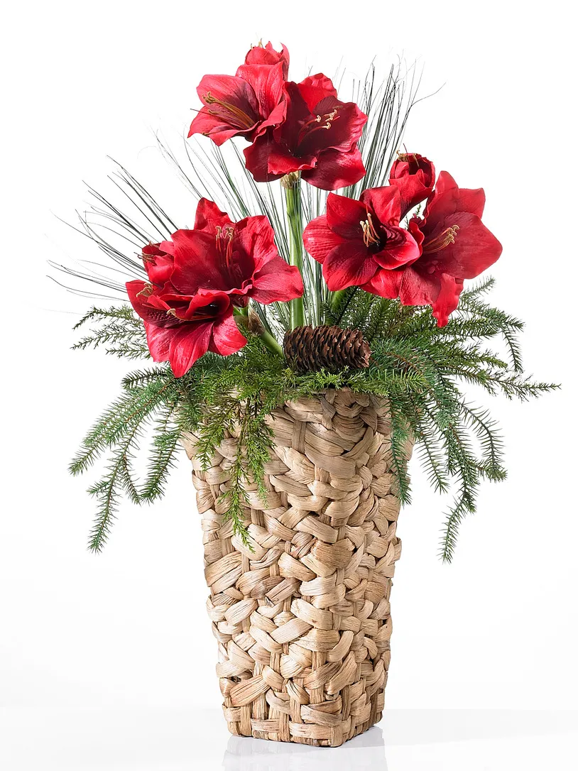 Bodenvase-Amaryllis