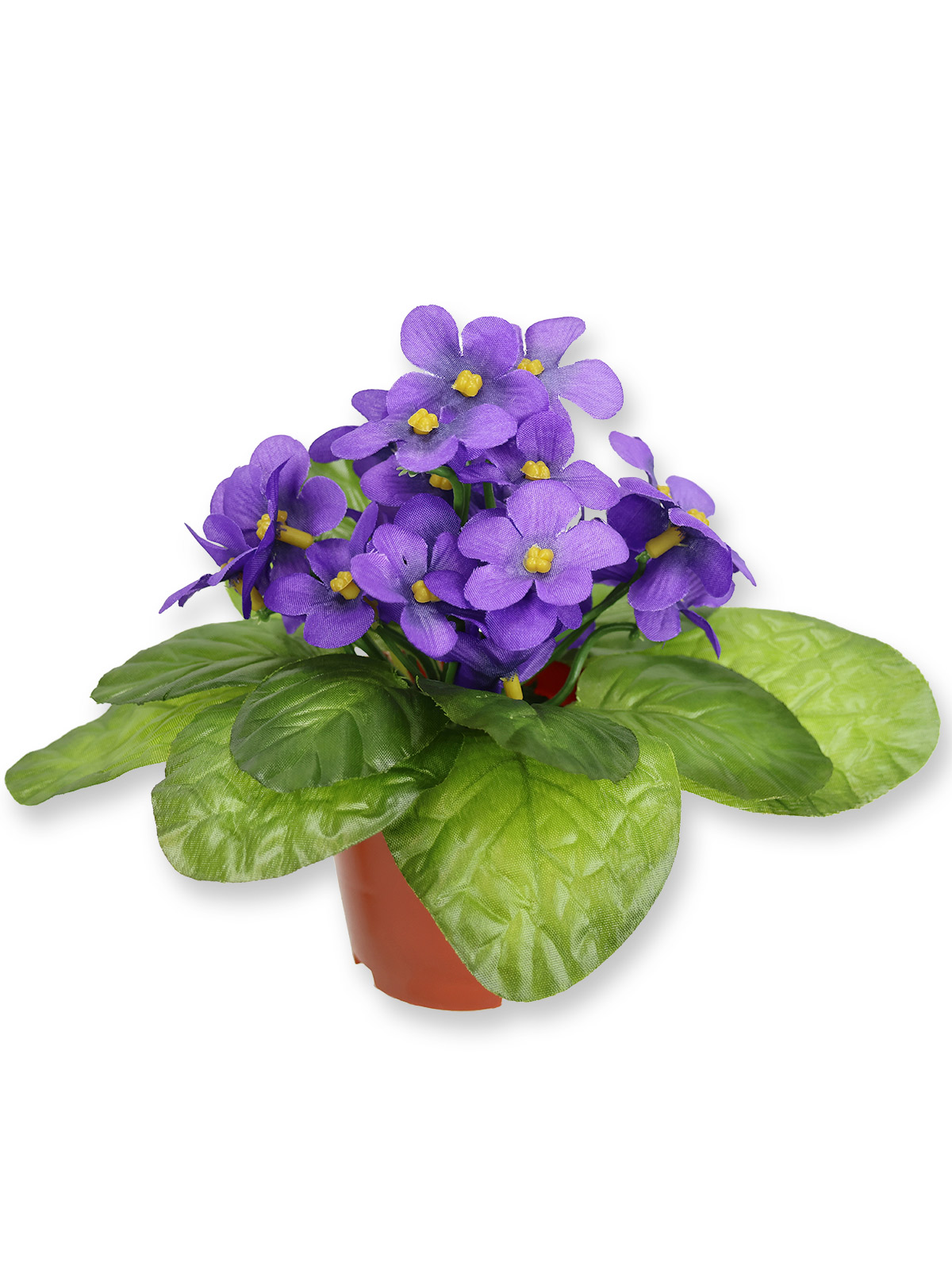 Veilchen „Yolanda“