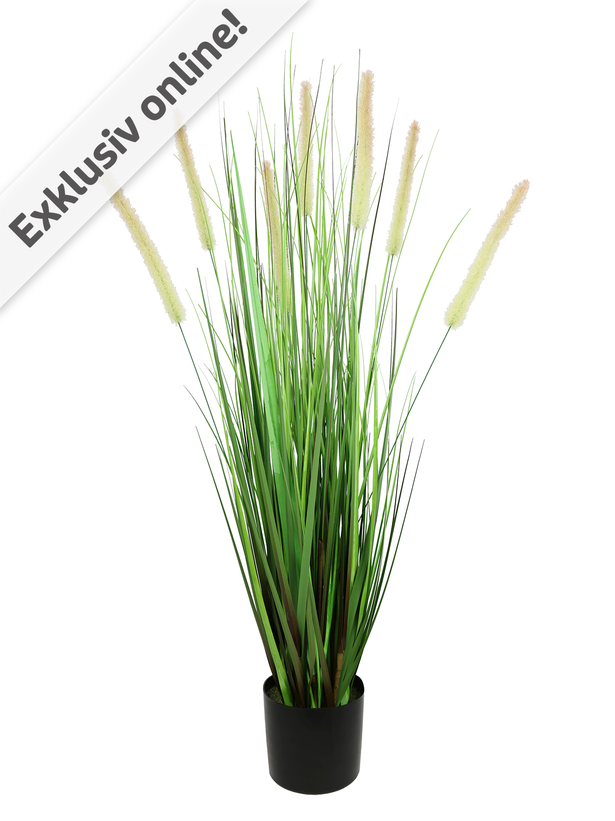 XL-Fuchsschwanzgras im Topf
