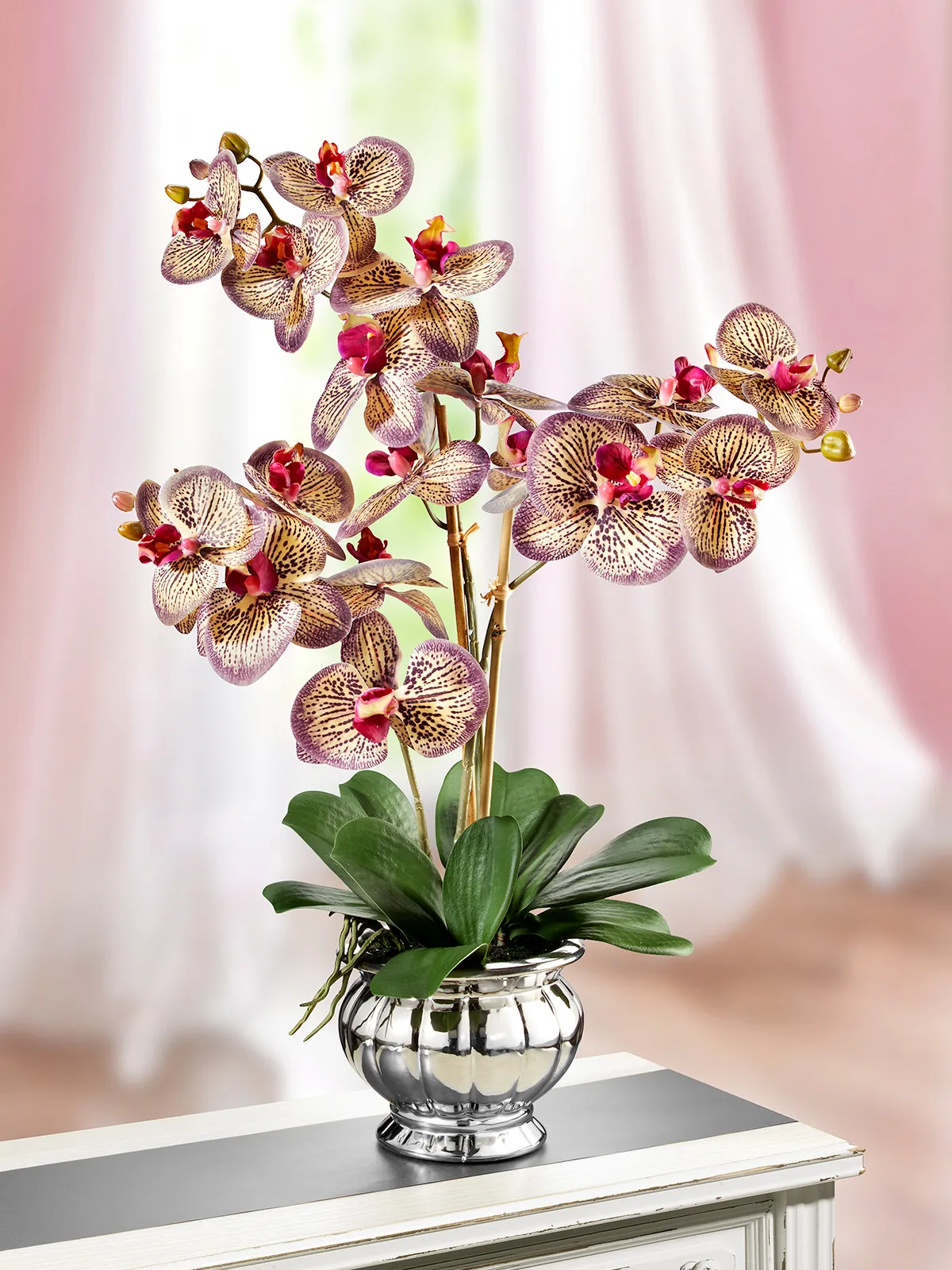 Orchidee „Constanze“