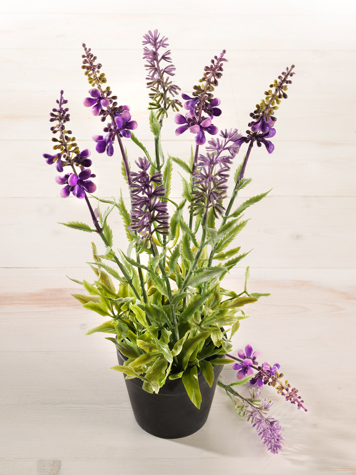 Lavendel-Topf Lavendel-Topf