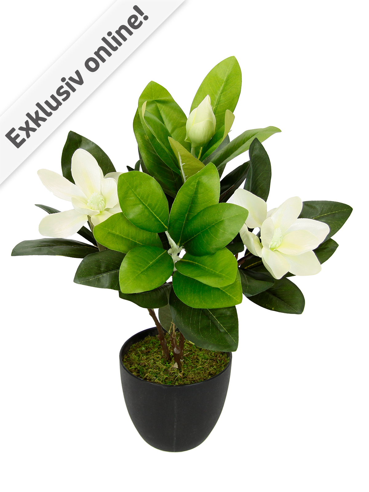 Magnolienbusch, 45 cm
