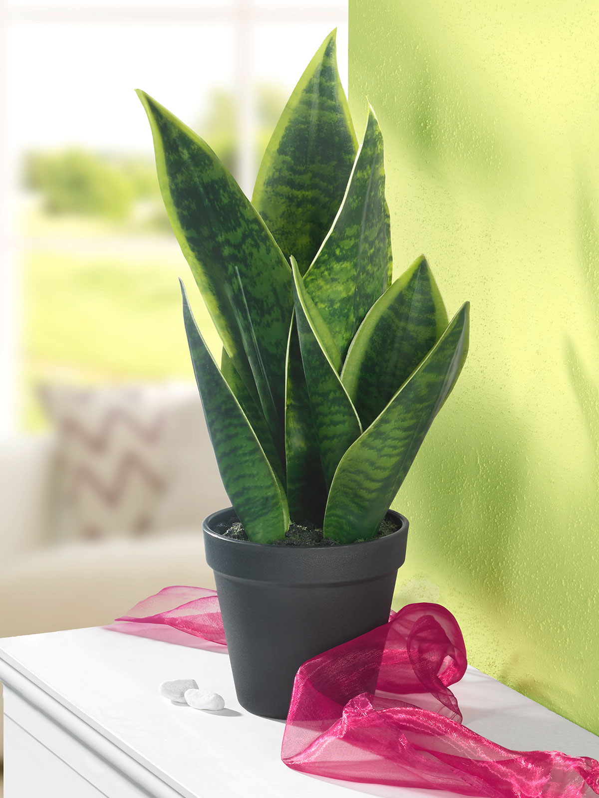 Sansevieria 101561