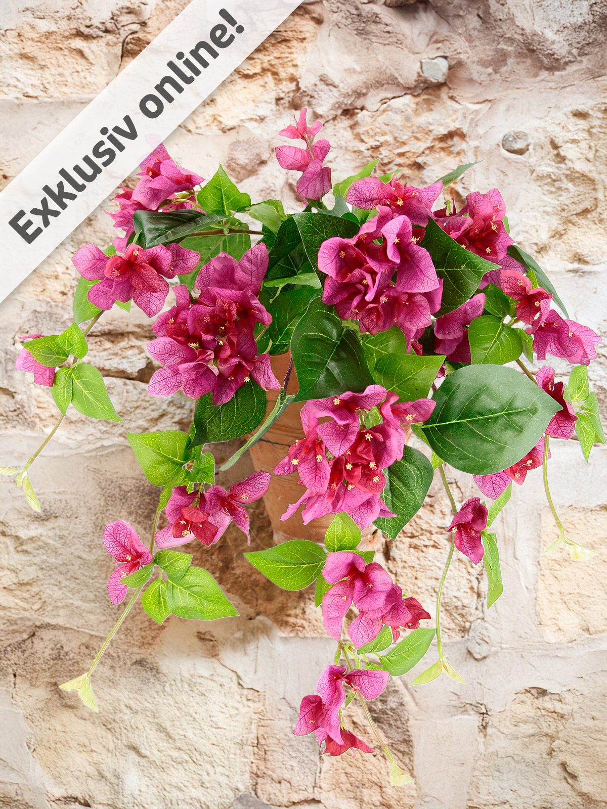 Bougainvillea-Kaskade, Fuchsia