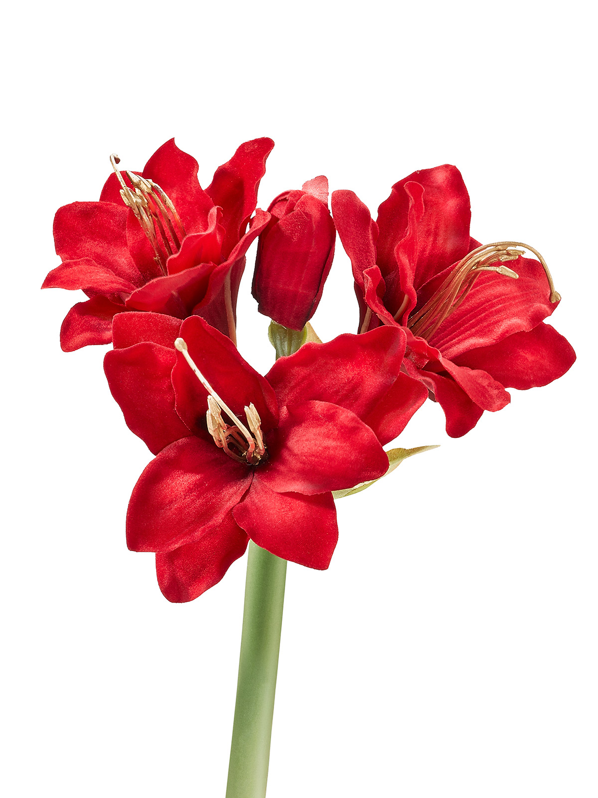 Amaryllis „Noelle“