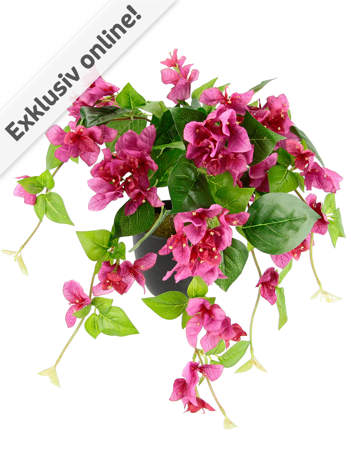 Bougainvillea-Kaskade, Fuchsia