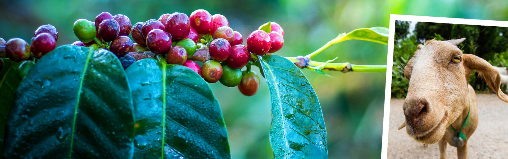 Die Entdeckung des Kaffees