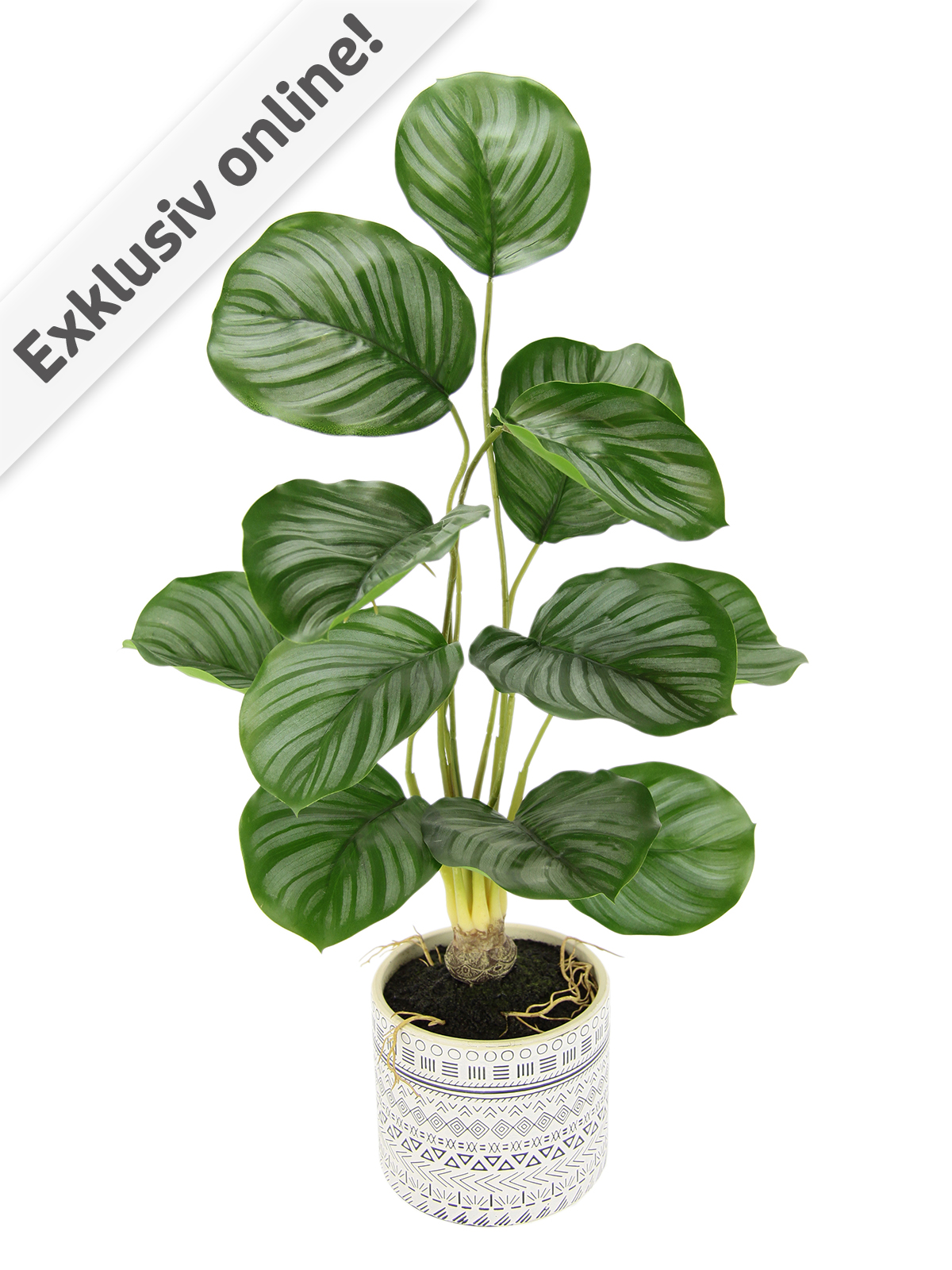 Calathea im Terracotta-Topf