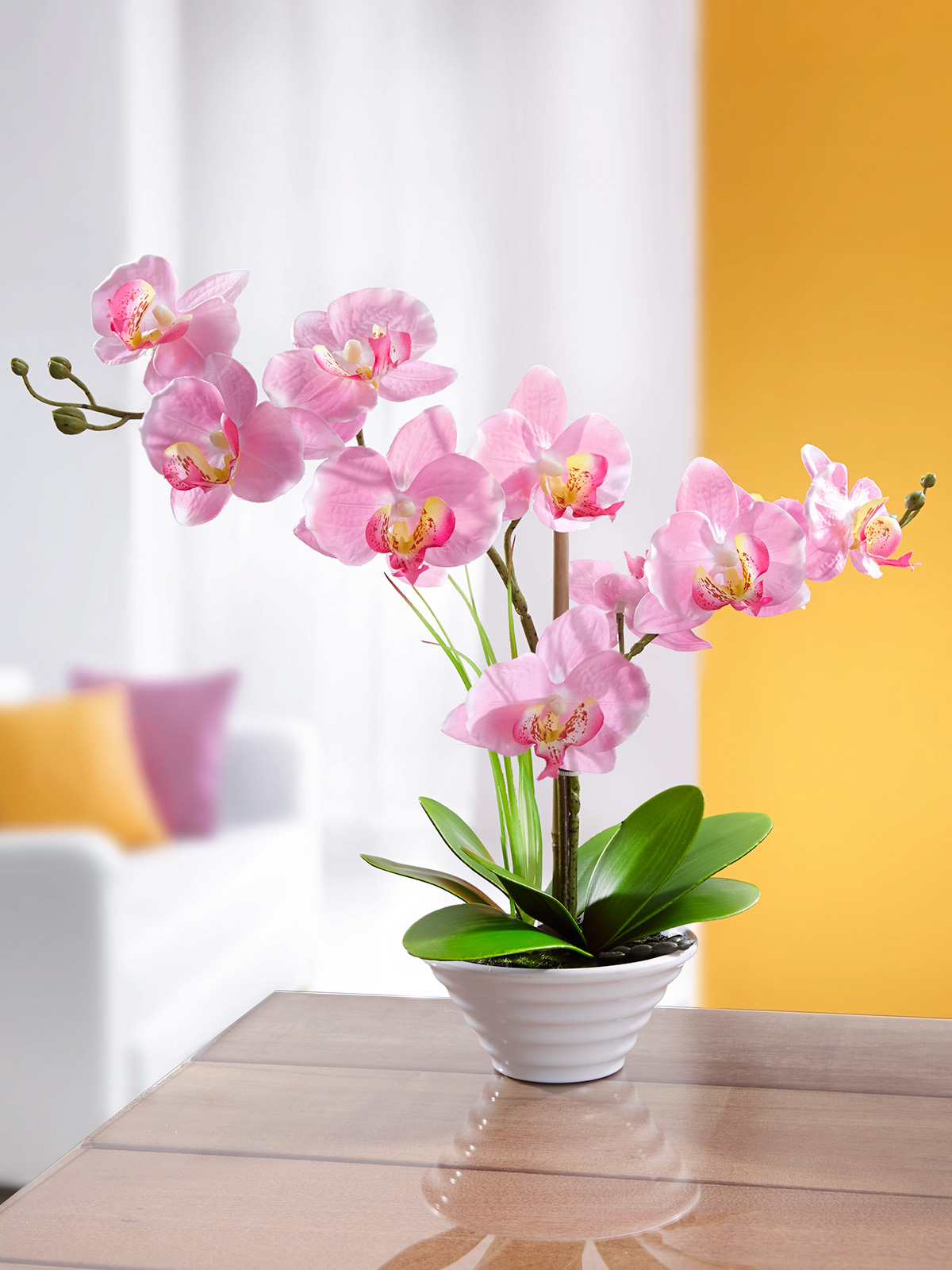 Orchidee „Rosé“