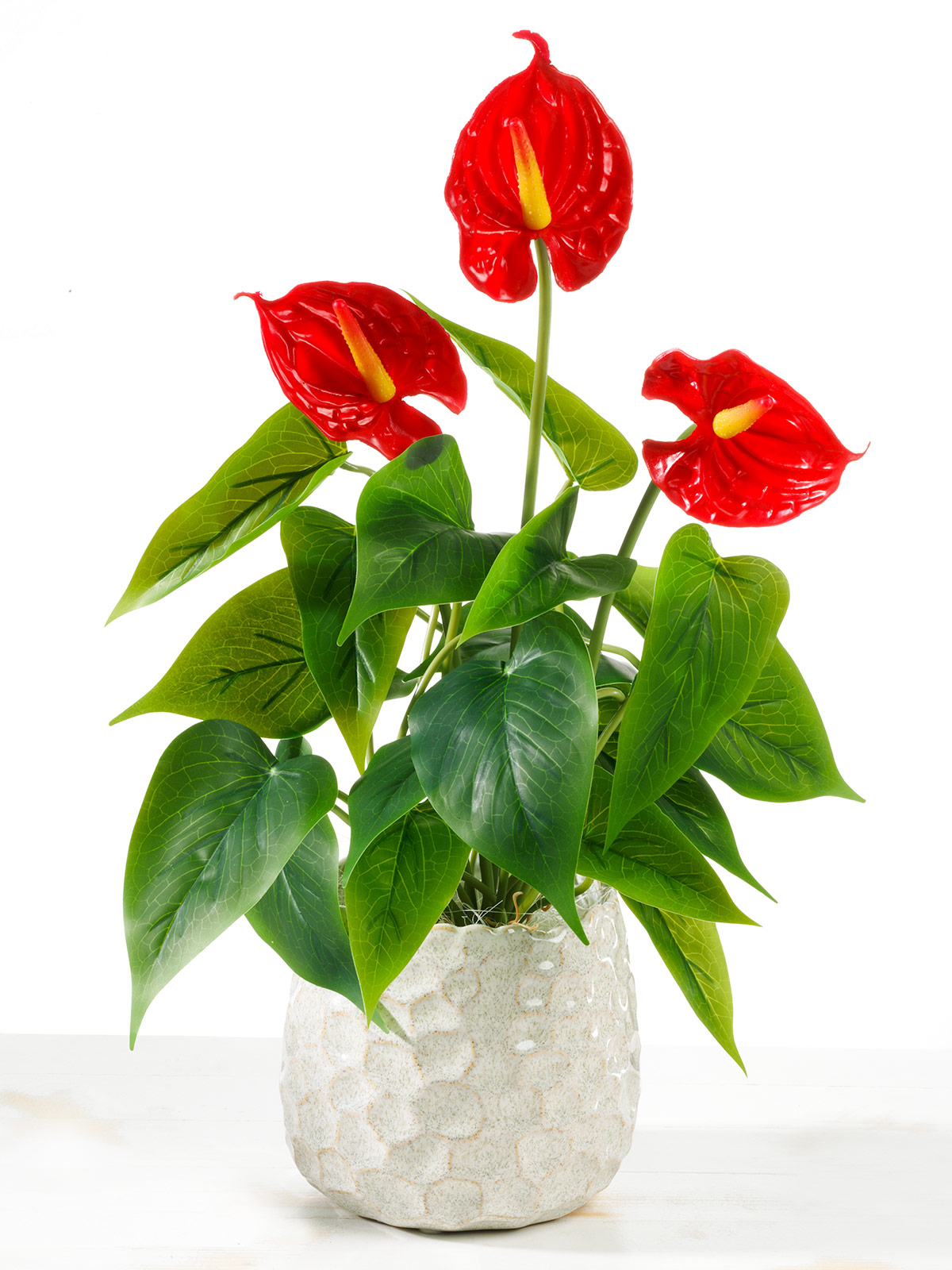 Flamingoblume im Topf 101642