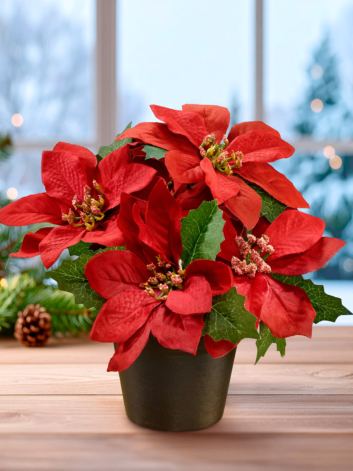 Weihnachtsstern im Topf Weihnachtsstern im Topf