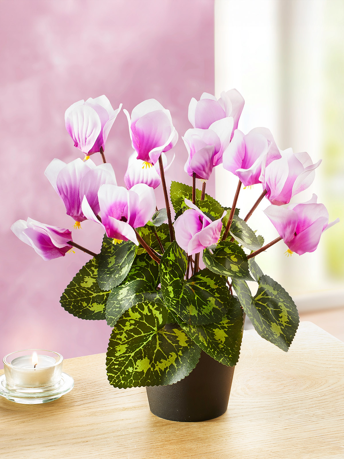 Alpenveilchen „Violetta“ Alpenveilchen „Violetta“
