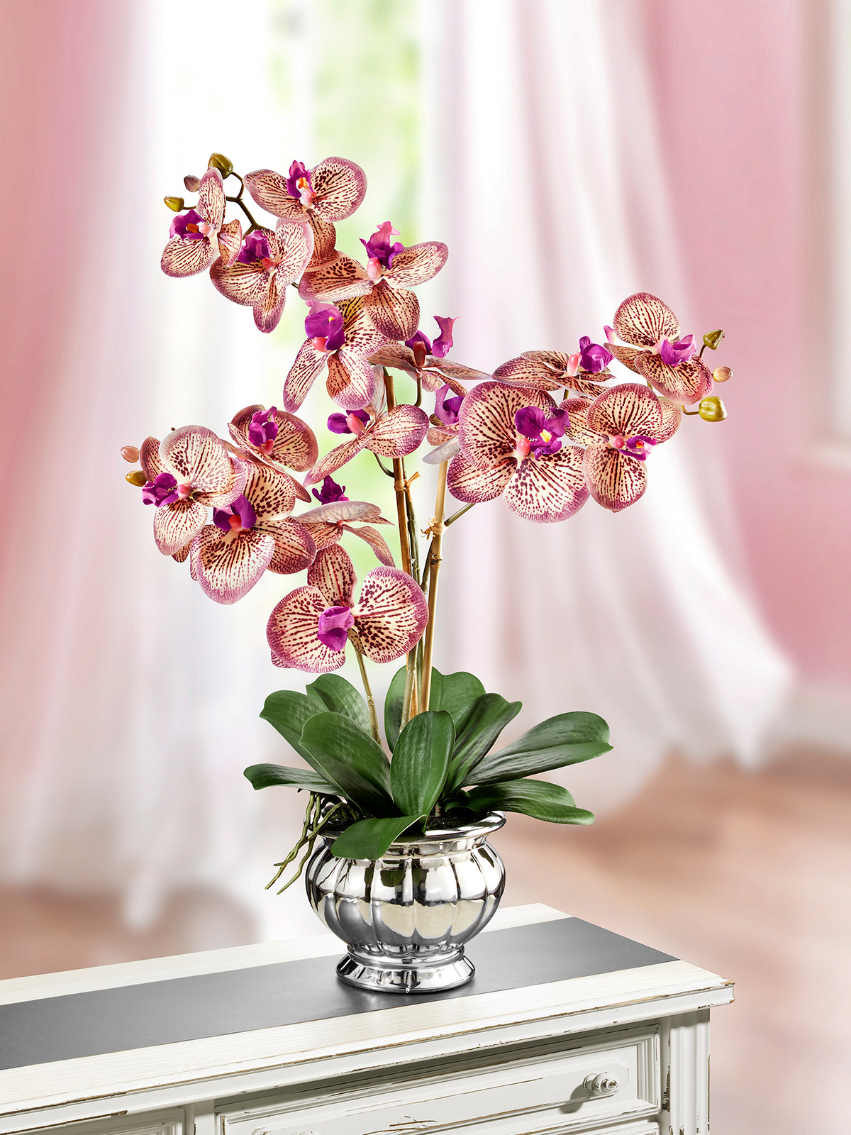 Orchidee „Amalia“
