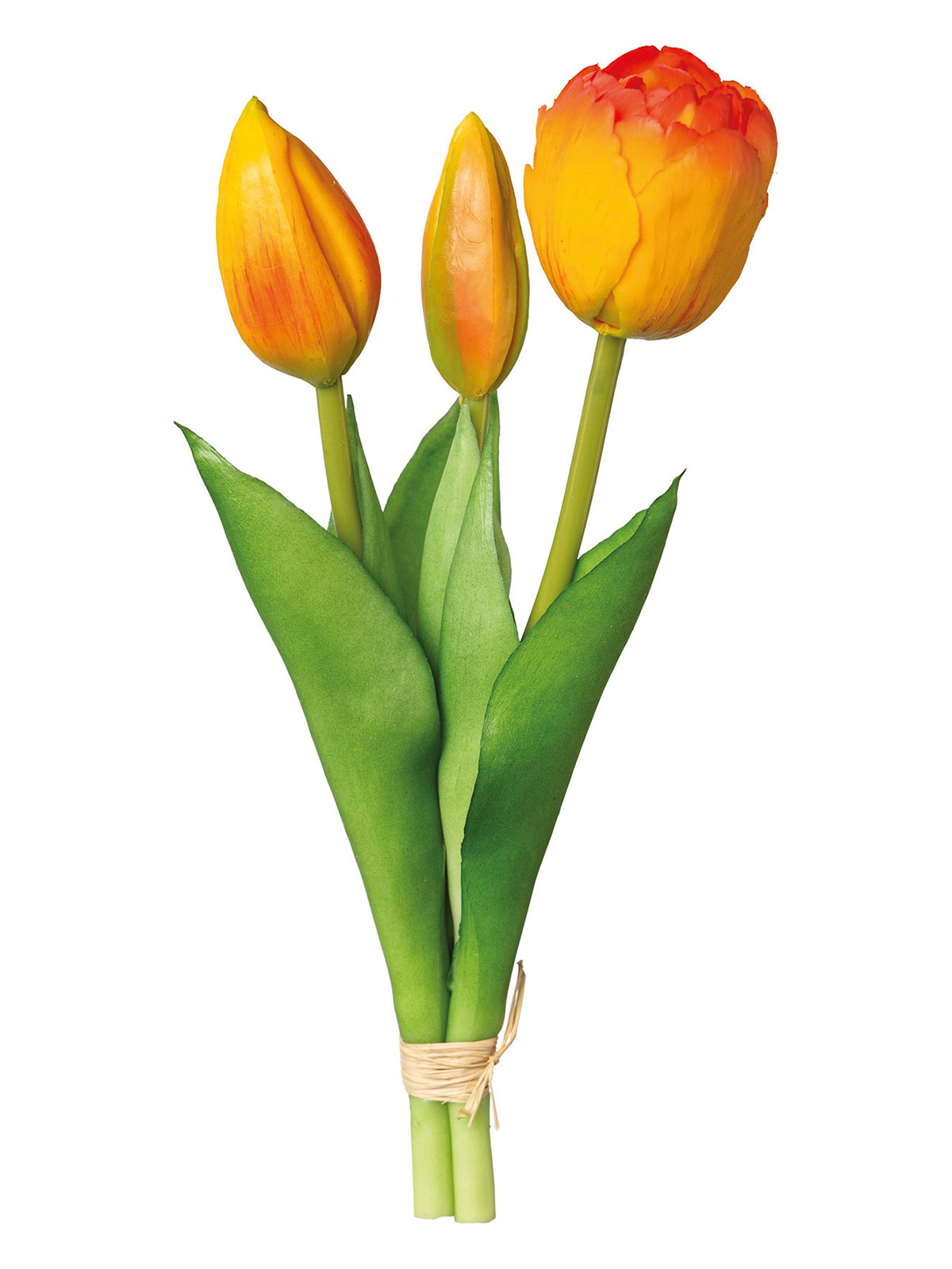Tulpenbund „Tulipa“