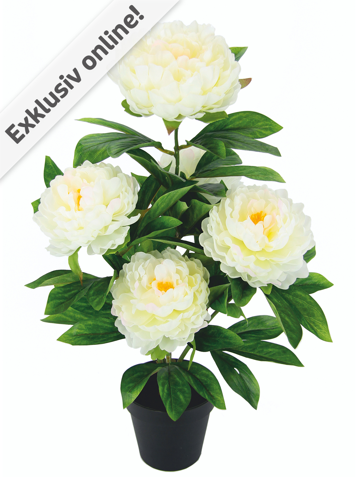 Pfingstrose, 58 cm, weiß