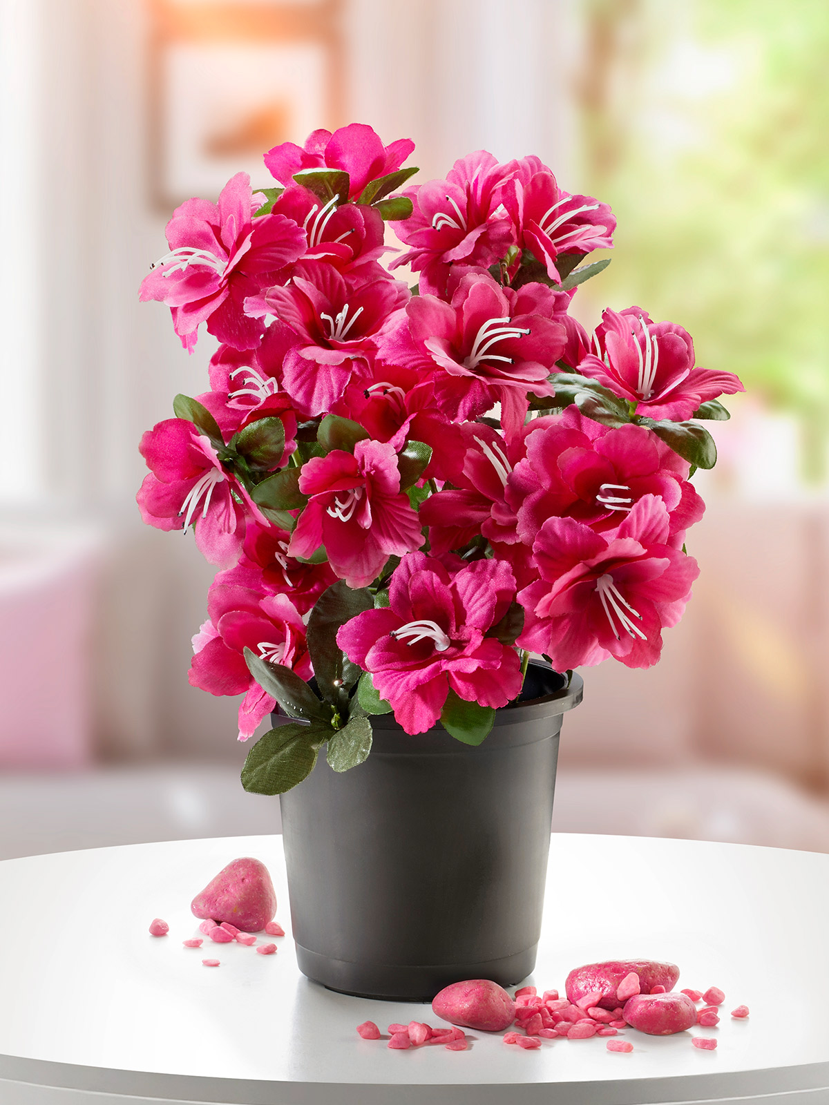 Azalee „Cordelia“, pink Azalee „Cordelia“, pink