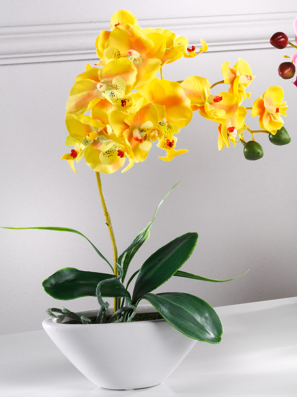 Orchidee, gelb