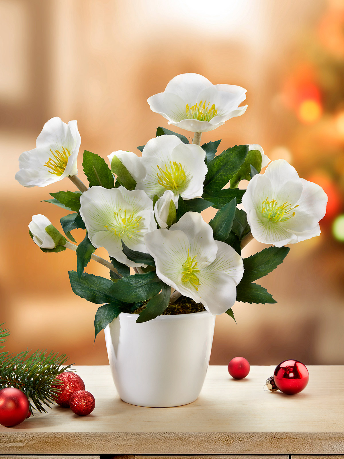Christrose „Noelia“