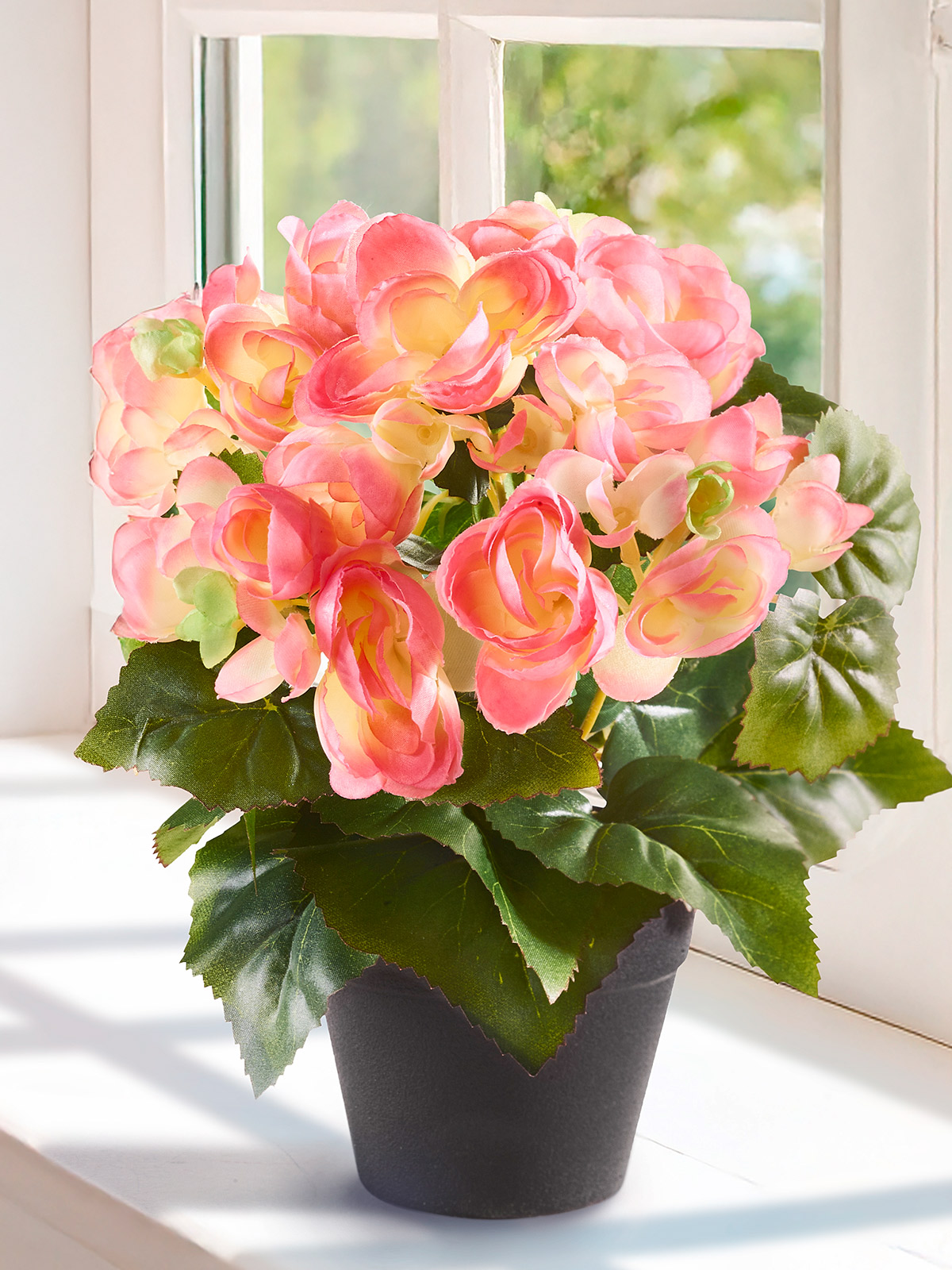Begonien-Busch „Bella“, rosa Begonien-Busch „Bella“, rosa