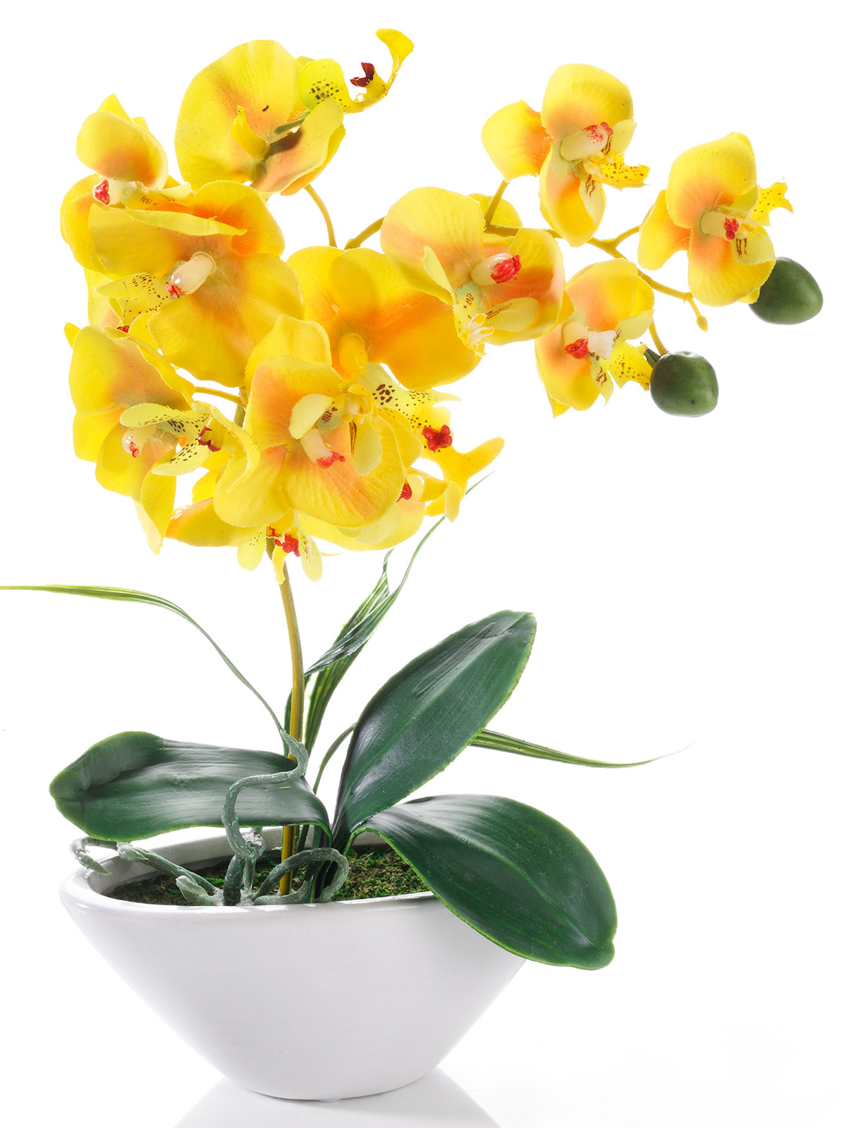 Orchidee, gelb