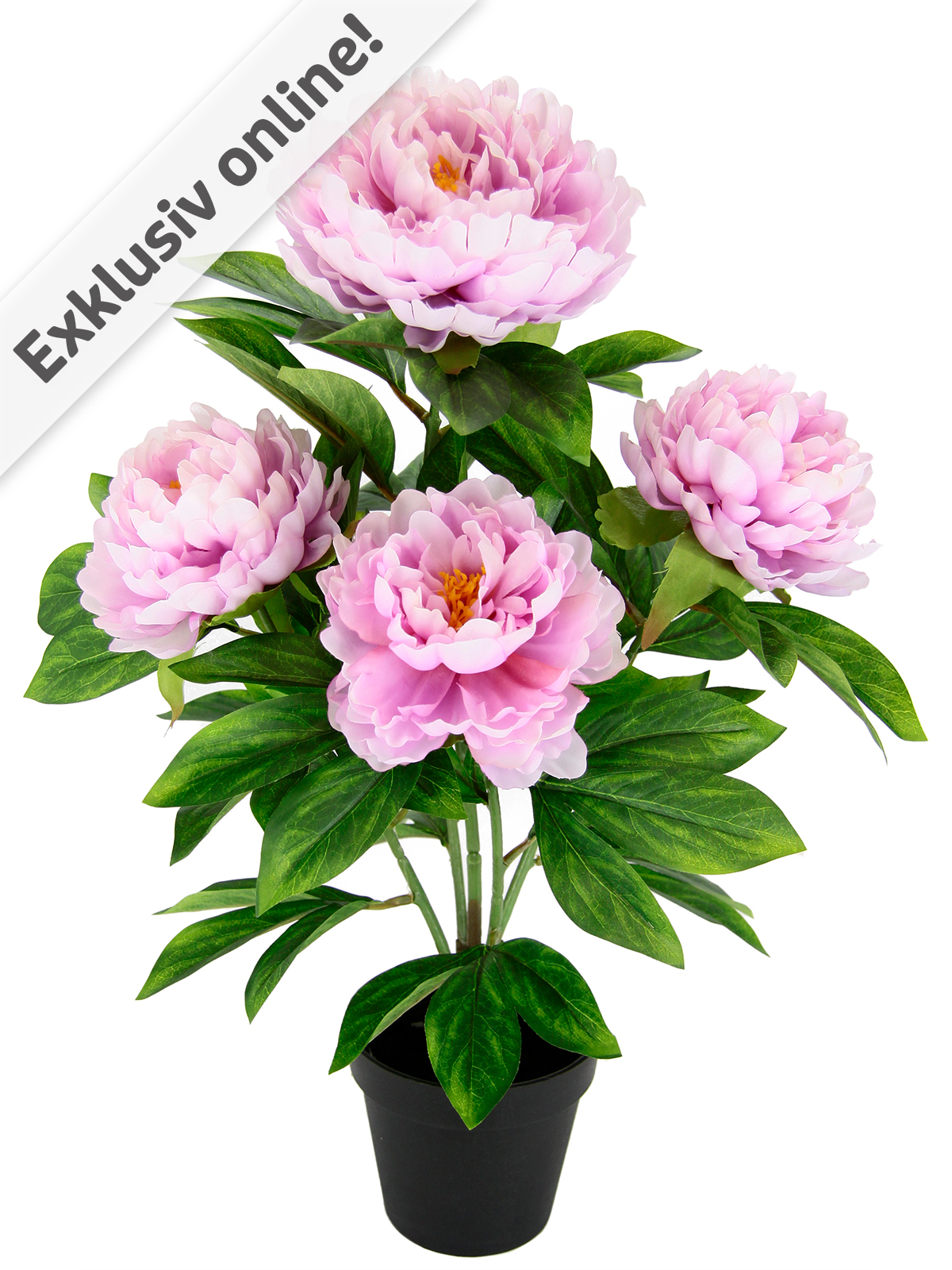 Pfingstrosen-Busch, 58 cm, rosa