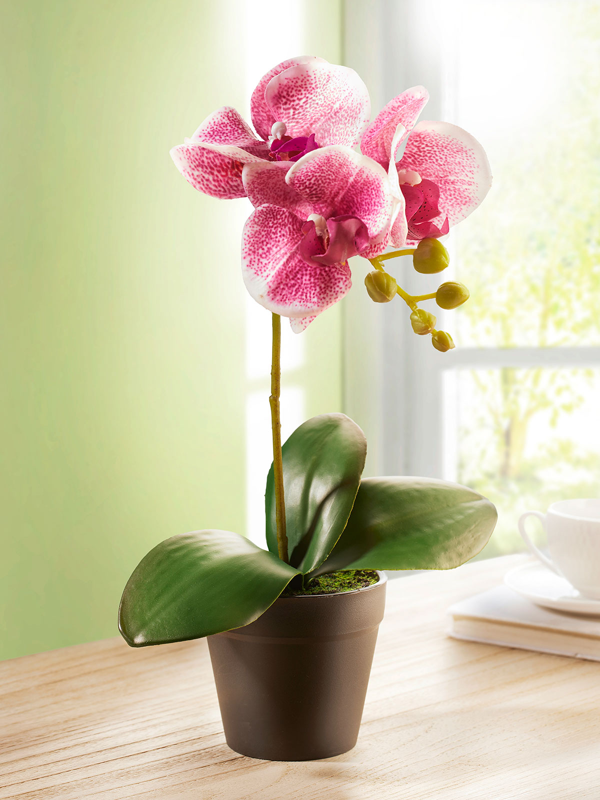 Orchidee „Alyssa“ Orchidee „Alyssa“