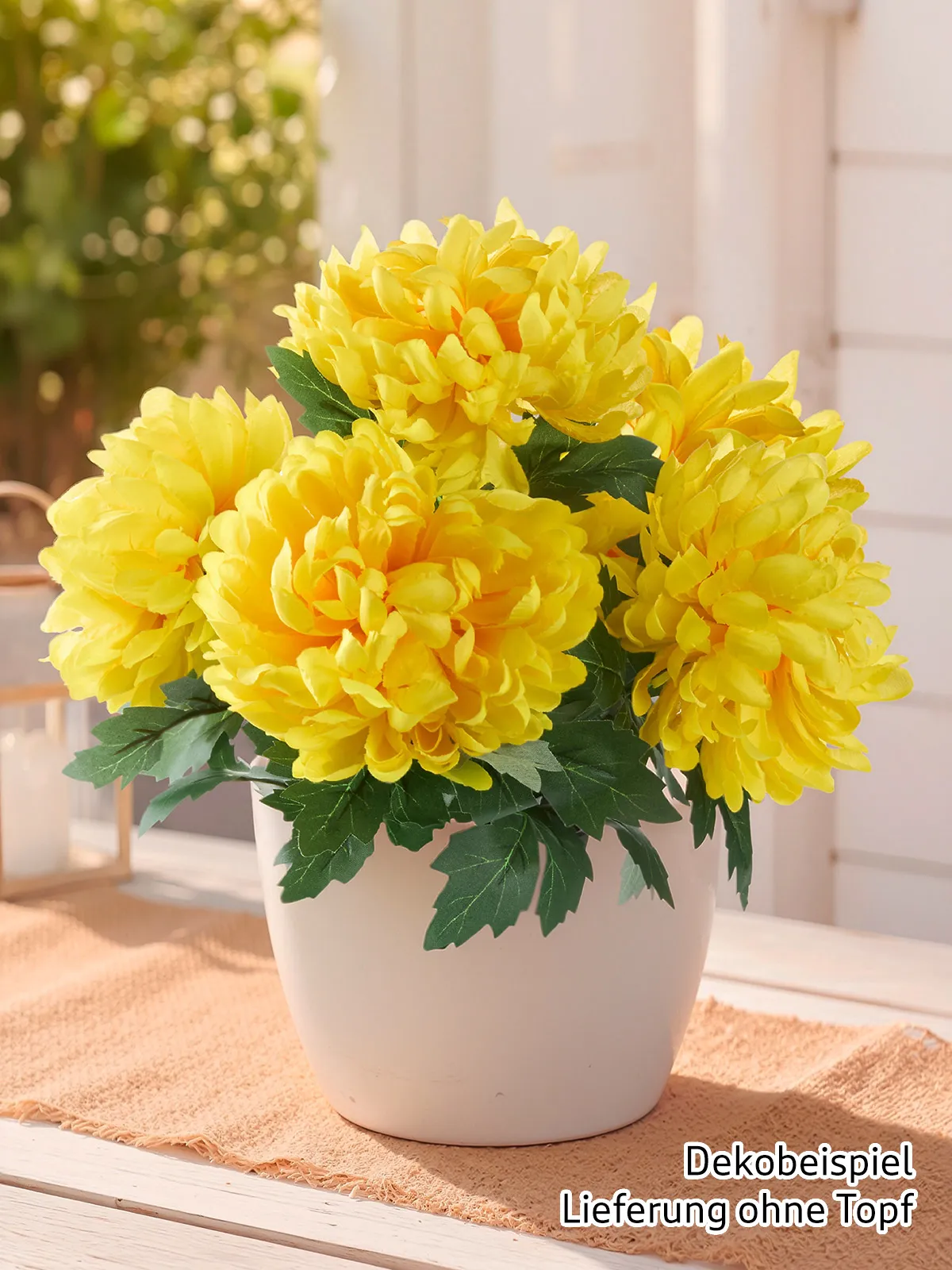 Chrysantheme „Goldblüte“