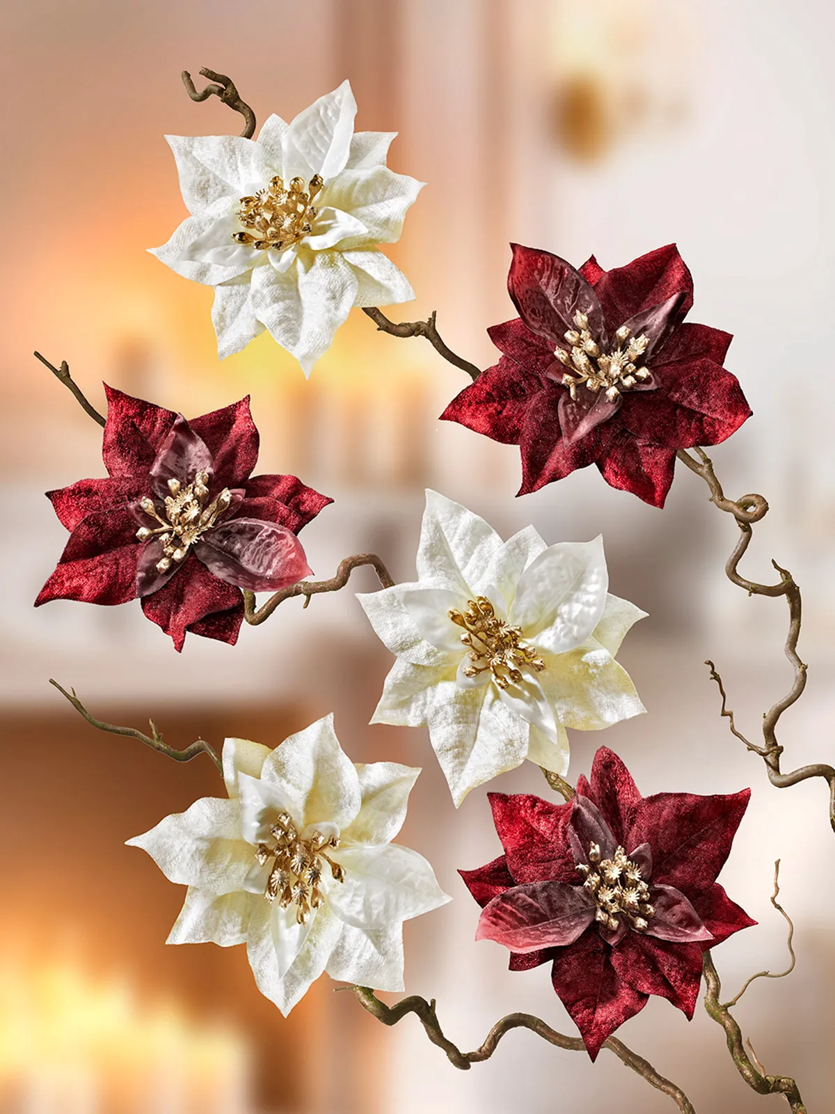 Weihnachtssternblüte mit Clip, bordeaux