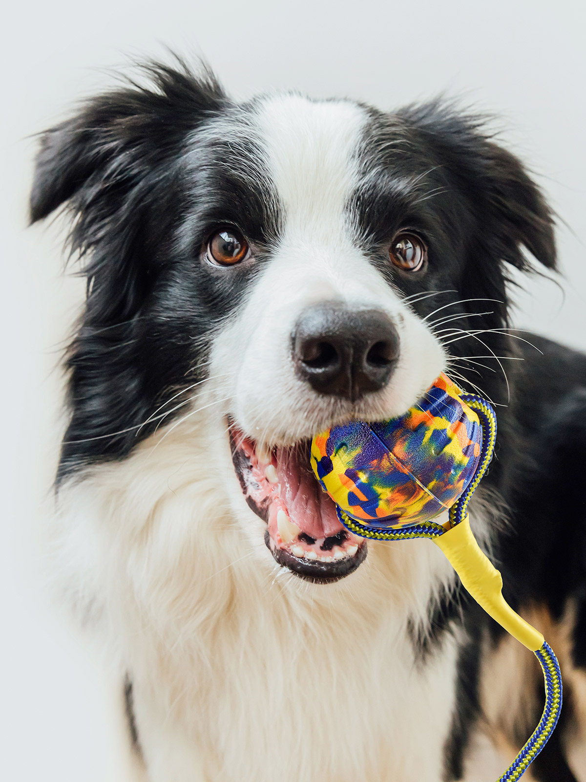 Hunde-Wurfball Hunde-Wurfball