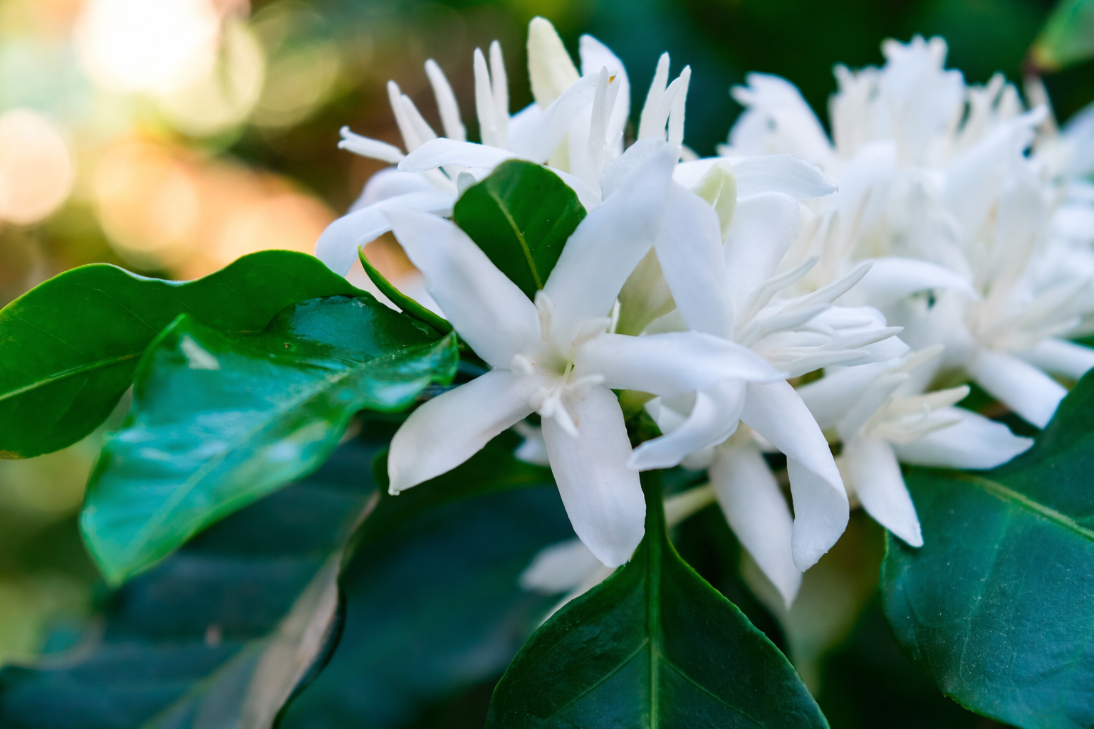 Weiße Blüten der Kaffeepflanze in Nahaufnahme