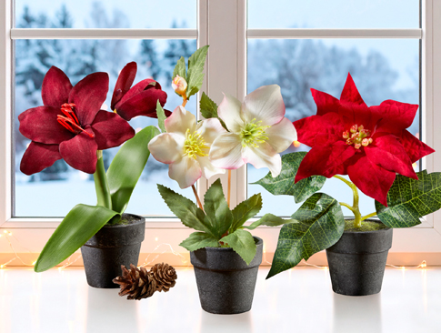 Künstliche Weihnachtsblumen im Topf in Rot und Weiß als festliche Fensterdekoration
