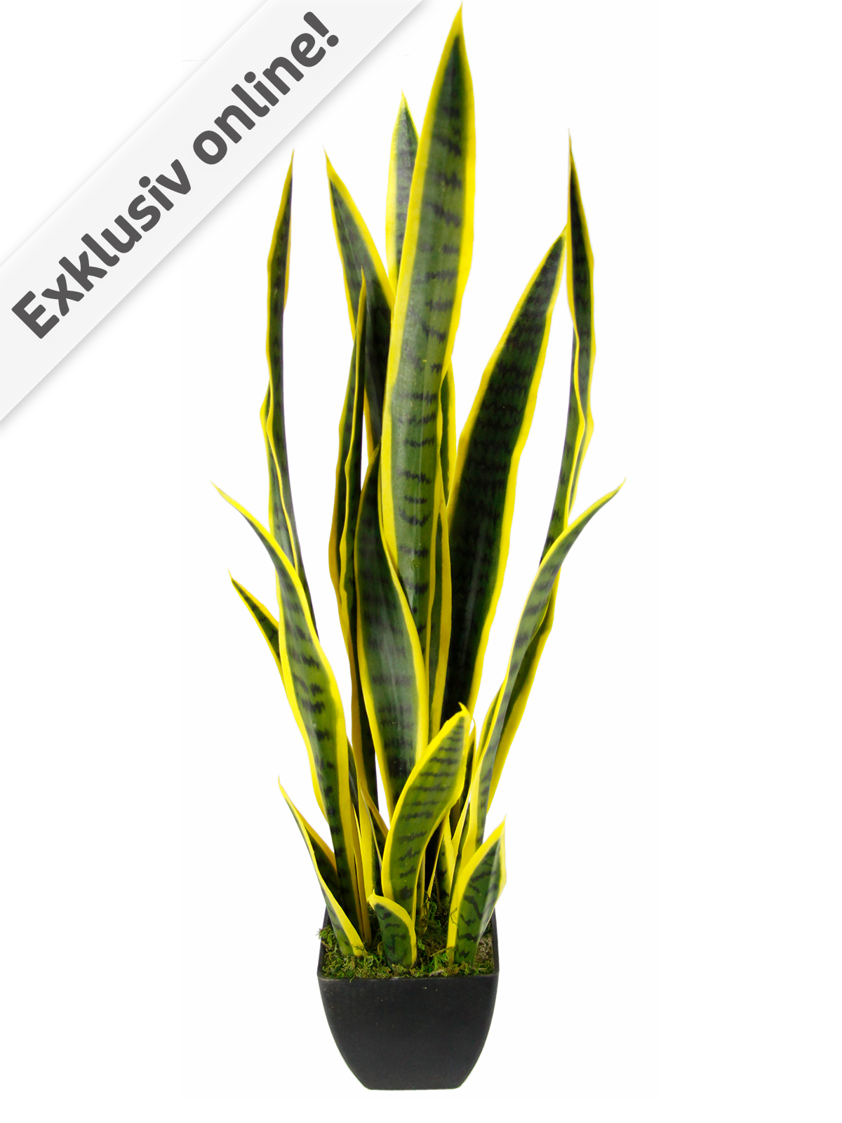 Sansevieria, gelb-grün, 85 cm hoch