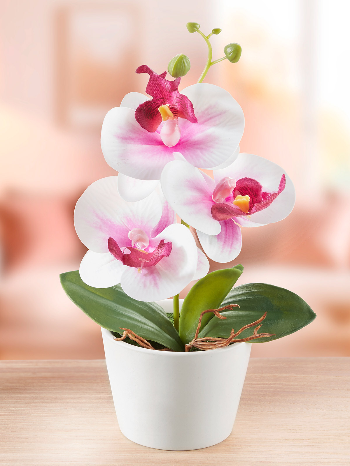 Orchidee „Charlene“ Orchidee „Charlene“