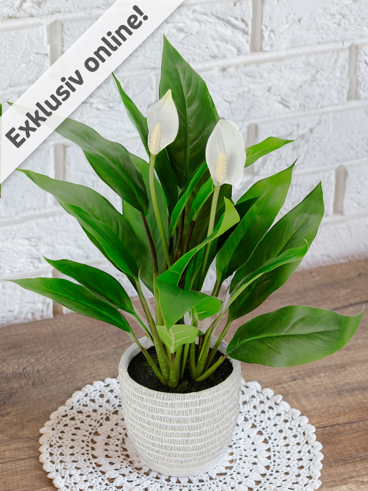 Spathiphyllum/Friedenslilie im Keramiktopf