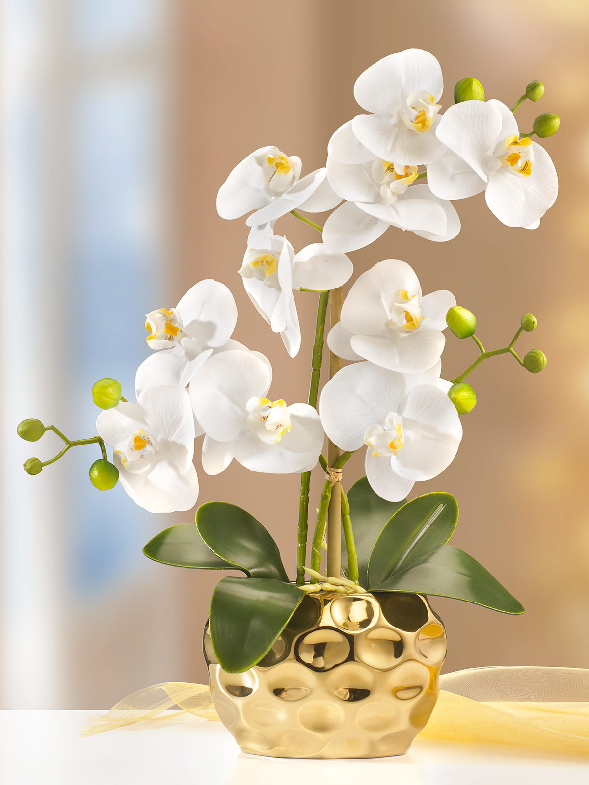 Gold-Orchidee