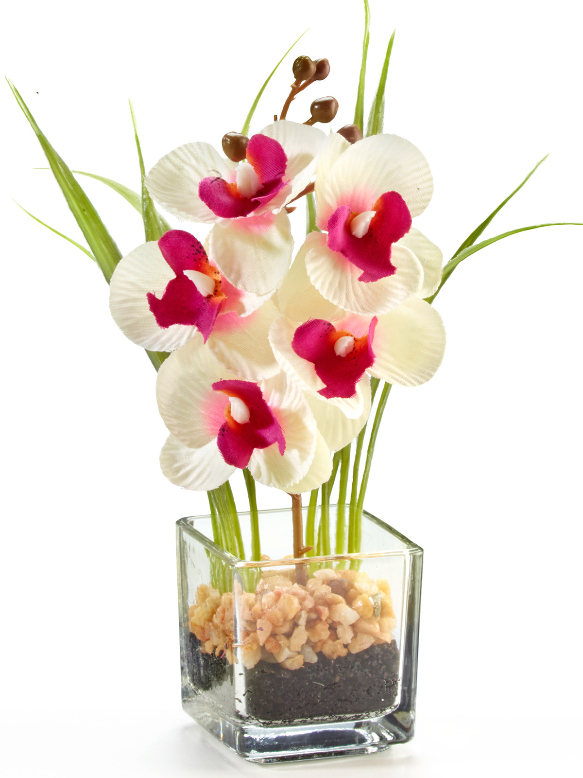 Orchidee im Glas